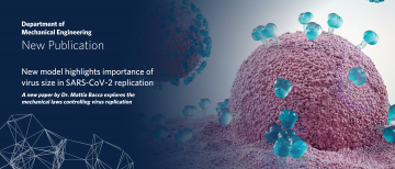 New model highlights importance of virus size in SARS-CoV-2 replication