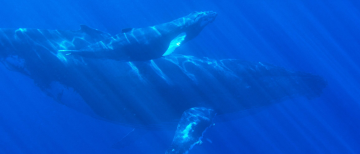 UBC engineers want to save whales from drowning…in noise