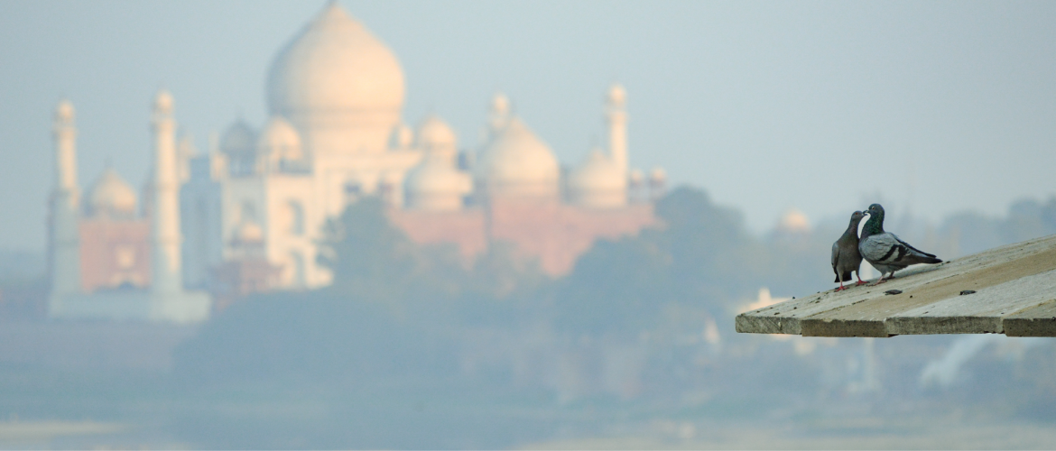 Two pigeons cuddle on a rooftop in front of a hazy landscape. Photo by Mrinmoy Chakraborty.